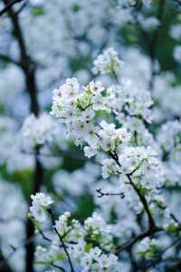 成都限定春日雪景 植物園梨花太美啦