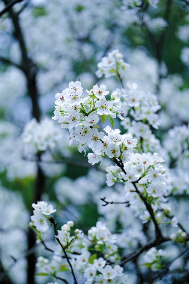 成都限定春日雪景 植物園梨花太美啦