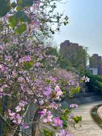 🌸香港春日限定 | 港版河津櫻驚豔綻放🌸