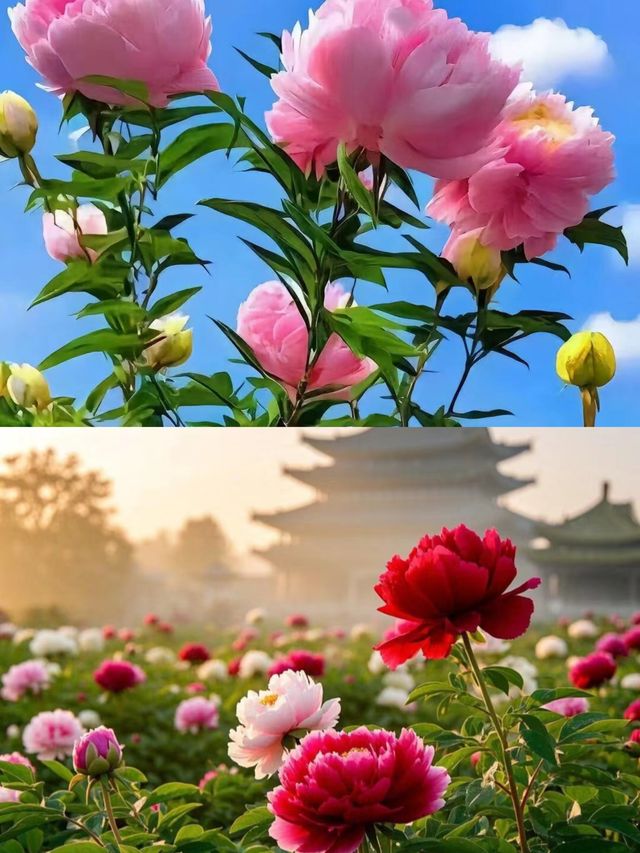 趕上了洛陽牡丹盛開時節