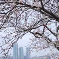 赴韓追櫻🌸 誤入漫畫般的花花世界🌸花期與路線