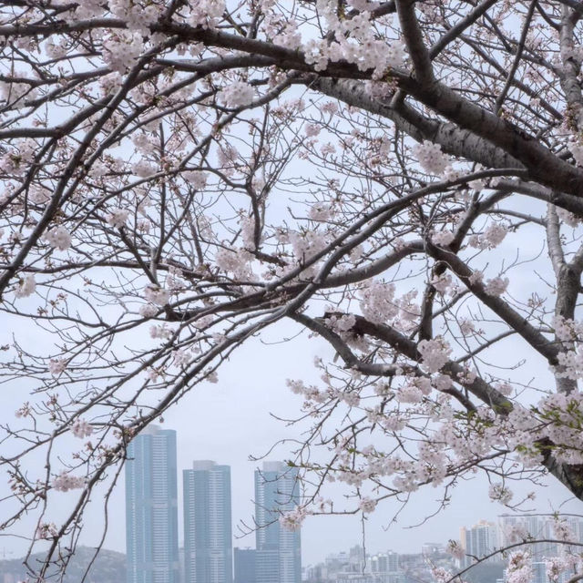 赴韓追櫻🌸 誤入漫畫般的花花世界🌸花期與路線