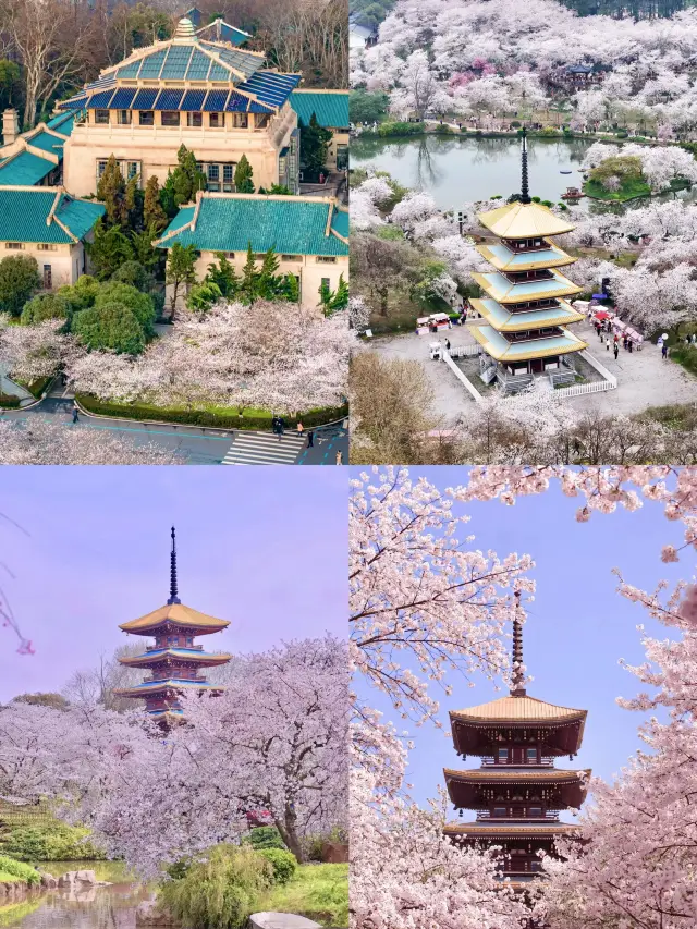 Planning Your Cherry Blossom Trip to Wuhan University