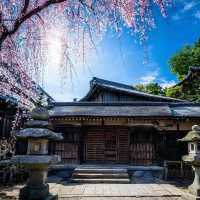 日本米子旅遊攻略！超好玩！
