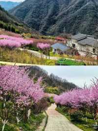 西安1.5小時去賞花 西北最大梅園梅花開