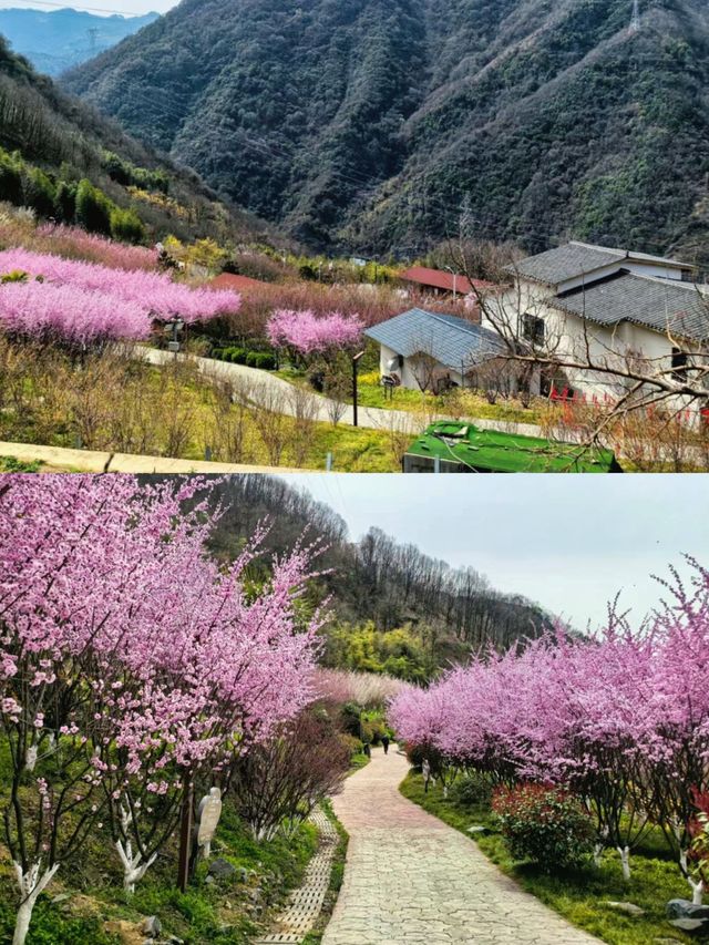 西安1.5小時去賞花 西北最大梅園梅花開