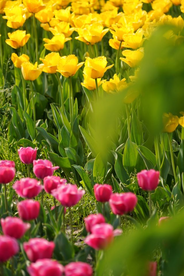 上海大寧公園的鬱金香已到盛花期