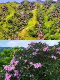 3月徒步賞花🌸廣東這個高山草甸滿山杜鵑花