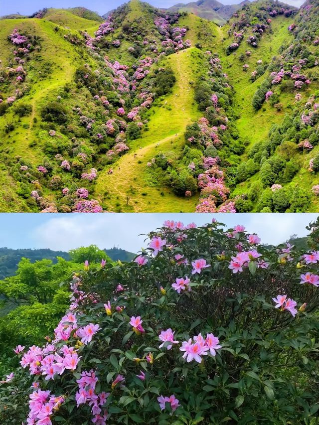 3月徒步賞花🌸廣東這個高山草甸滿山杜鵑花