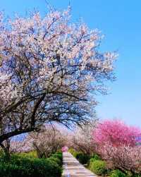 這裡的梅花開成花海
