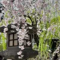 京都櫻花：六角堂🌸  