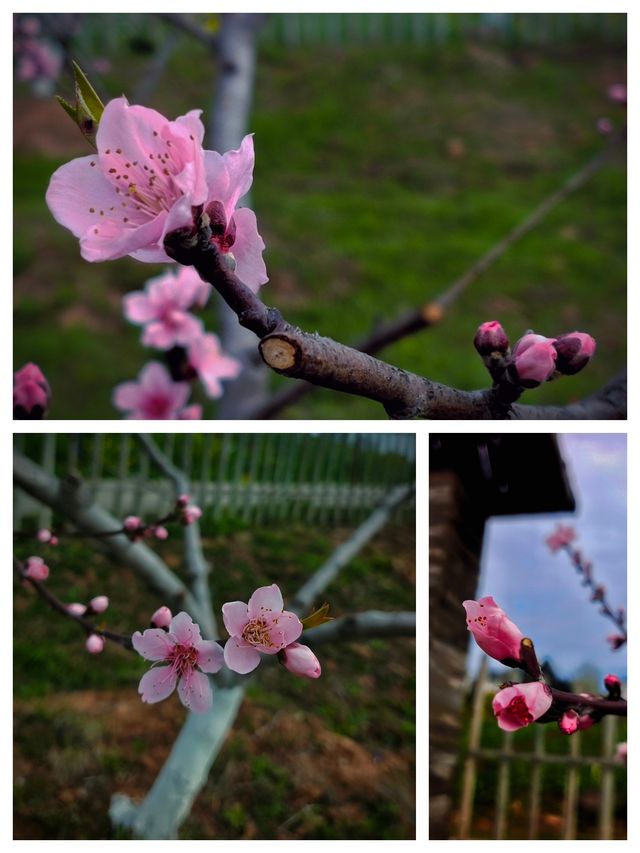 “桃之夭夭，灼灼其華”