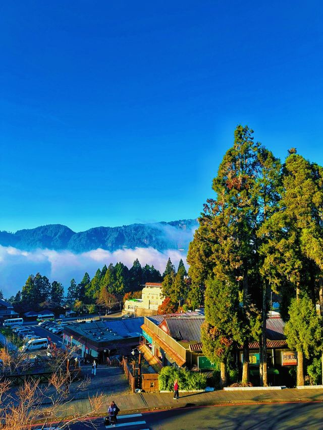 嘩塞！阿里山國家森林遊樂區，森林控必去的夢幻打卡地