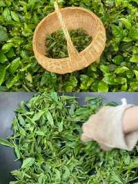 三峽茶旅小鎮：山水與茶香的邂逅