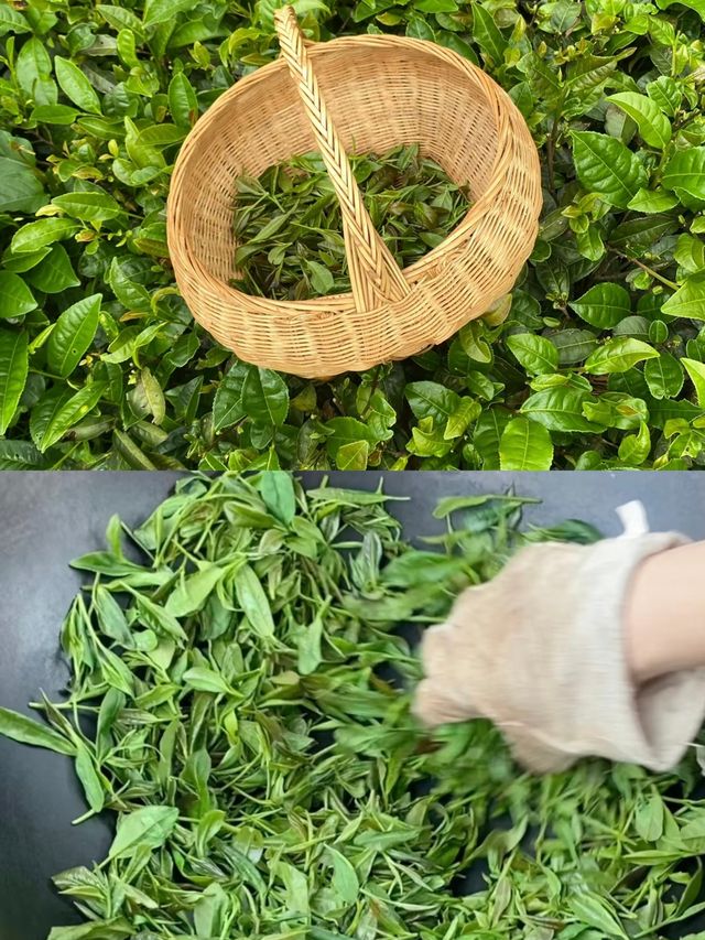 三峽茶旅小鎮：山水與茶香的邂逅