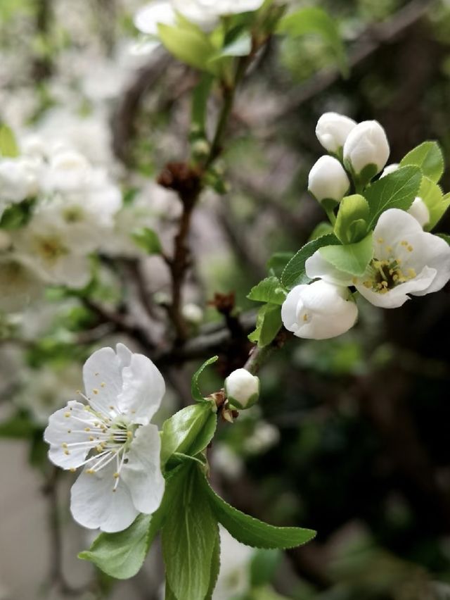 北京梨花季｜勇闖春日限定「雪國秘境」
