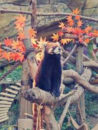 【中山紫馬岭動物園】探秘動物王國，共享親子時光