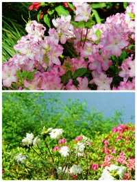 西湖賞花｜孤山公園杜鵑花滿開啦4月17日杭州剛回