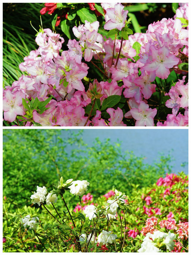 西湖賞花｜孤山公園杜鵑花滿開啦4月17日杭州剛回