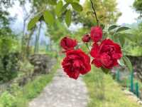 五一去哪裡？又到一年薔薇花季~