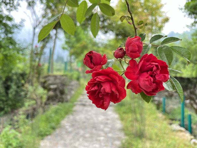 五一去哪裡？又到一年薔薇花季~