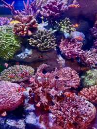深海之境，暹羅幻夢：沉入水藍的靜謐