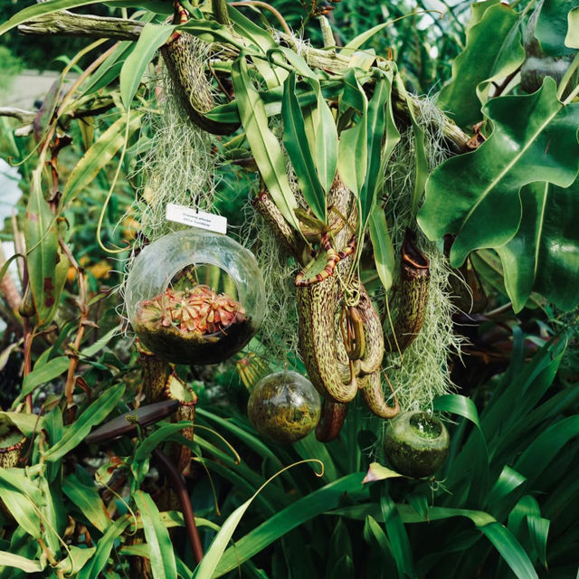 🇸🇬 | 🌲🌿新加坡雲霧森林｜闖入現實版「阿凡達」仙境！
