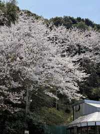🌸福岡櫻花實拍 | 櫻井神社的春日驚喜🌸