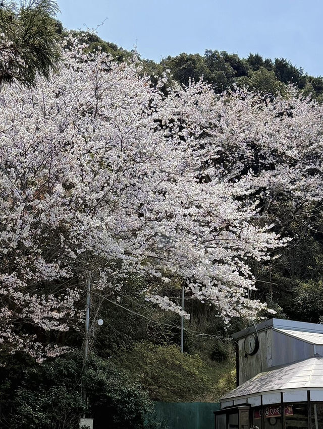 🌸福岡櫻花實拍 | 櫻井神社的春日驚喜🌸