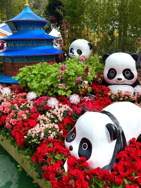 🌺香港維多利亞港花卉展2025：仿佛童話世界的美麗盛宴🌺
