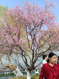 金陵春日賞櫻之旅，與爛漫櫻花海不期而遇