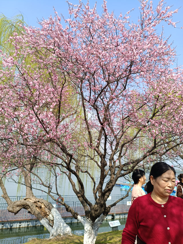 金陵春日賞櫻之旅，與爛漫櫻花海不期而遇