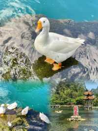 🪞天空之鏡的私語 | 鵝泉的24幀治癒力
