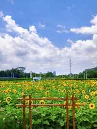 🌻邂逅廣州限定浪漫！向日葵花海美出圈