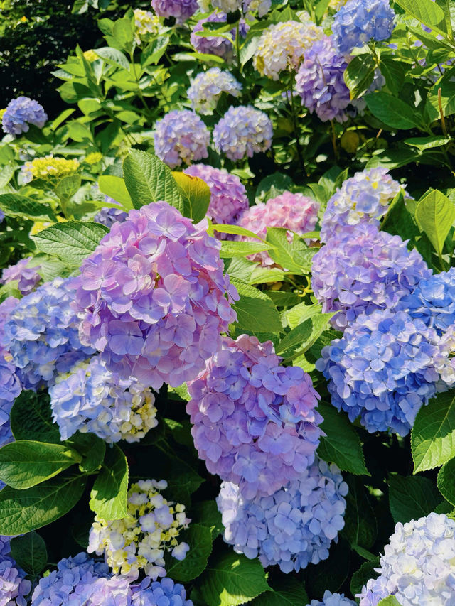 伊豆下田公園 | 繡球花的絕美盛宴