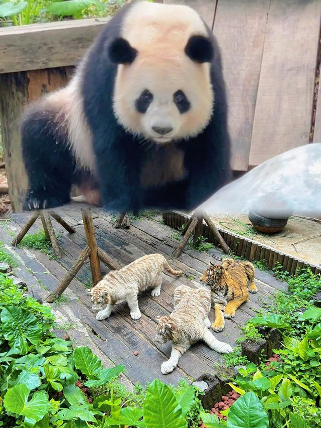 廣州長隆野生動物世界超全攻略親子必睇