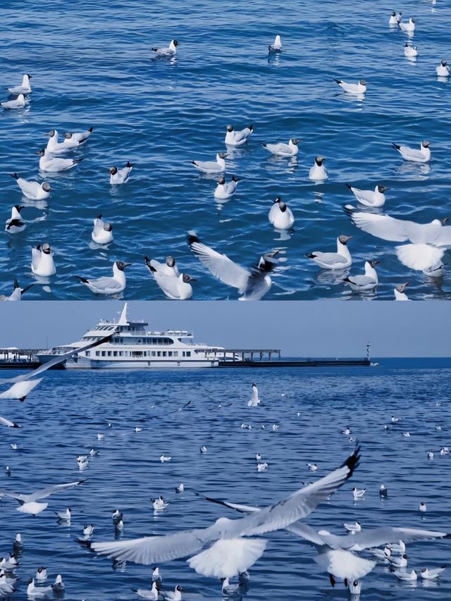 青海湖6月旅行全攻略 | 邂逅高原藍寶石與金黃花海