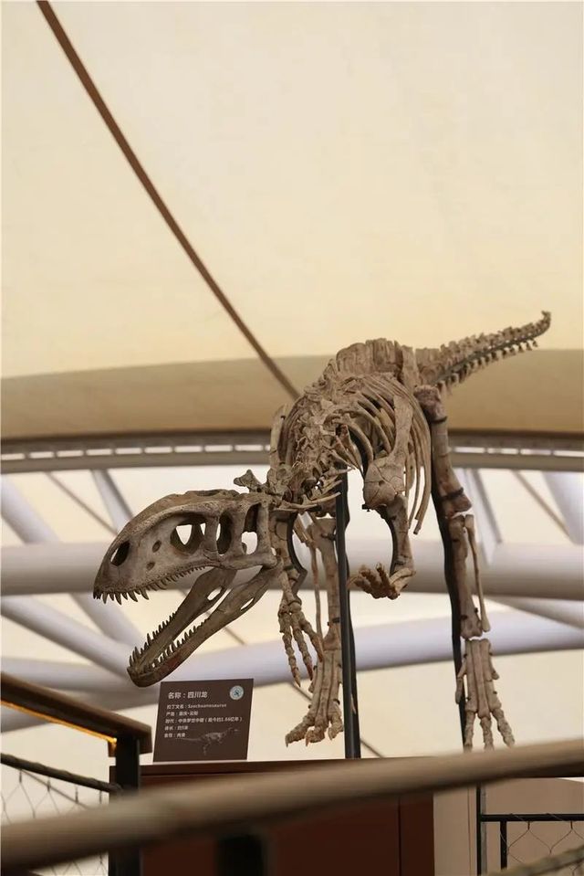 穿越1.8億年的奇幻之旅！雲陽恐龍化石地質公園攻略