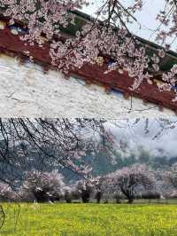 波密桃花溝：邂逅一場春日嘅粉色浪漫