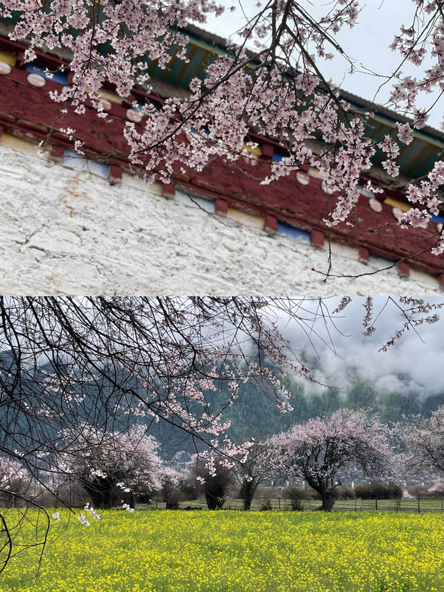 波密桃花溝：邂逅一場春日嘅粉色浪漫