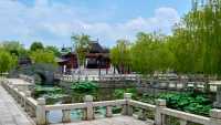 滿池粉白映碧葉，園博苑木化石園荷花初綻迎客來