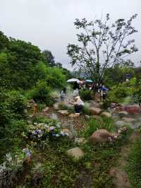 琵琶里霧森花海｜南北湖新晉仙境，每一步都係網紅大片！