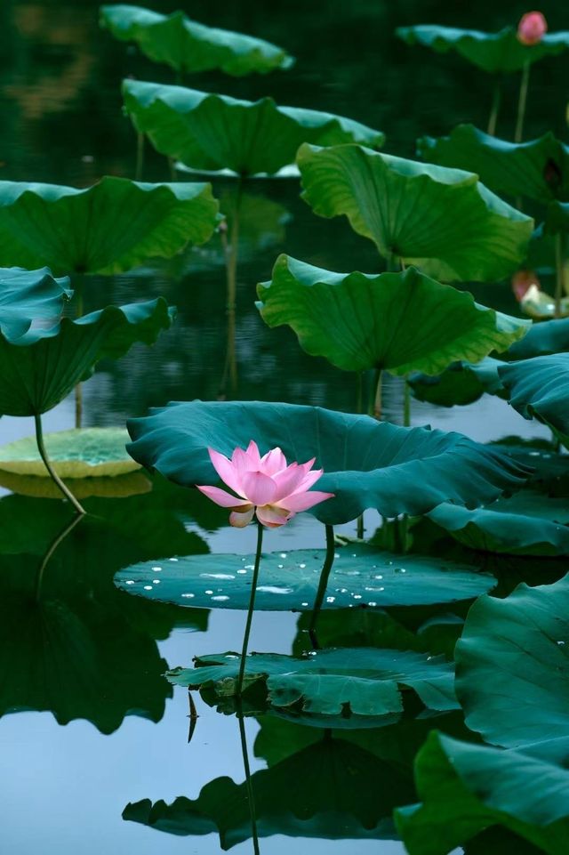 荷花初綻，澍德堂的夏日序曲已悄然奏響