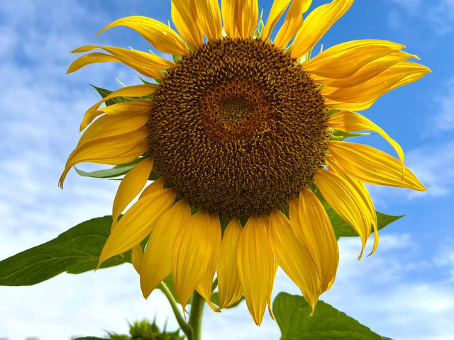 成都這片向日葵花海 直接把我美到語塞🌻