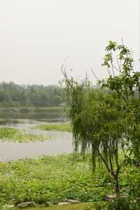 一畝園公園重開