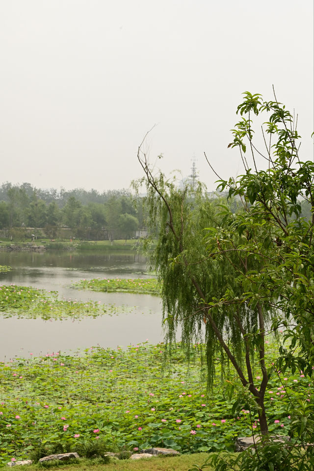 一畝園公園重開