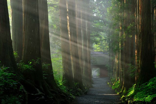 戶隱神社：神域之森嘅詩意棲居