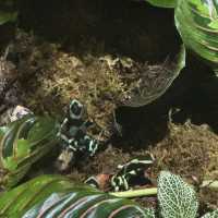 【カナダ バンクーバー】カナダ国内最大級の水族館🦭