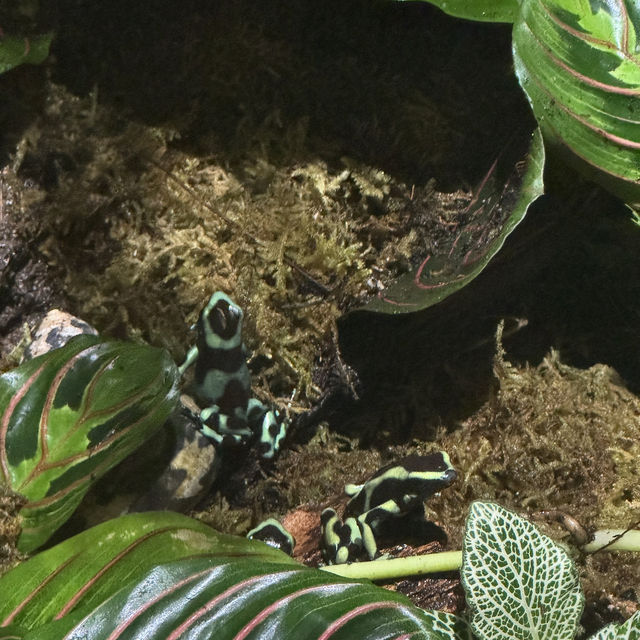 【カナダ バンクーバー】カナダ国内最大級の水族館🦭