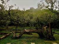 Beijing’s Best Camping Locations: A Guide to Nature Escapes